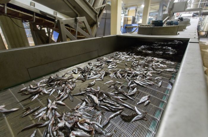 Línea de producción de pescado
